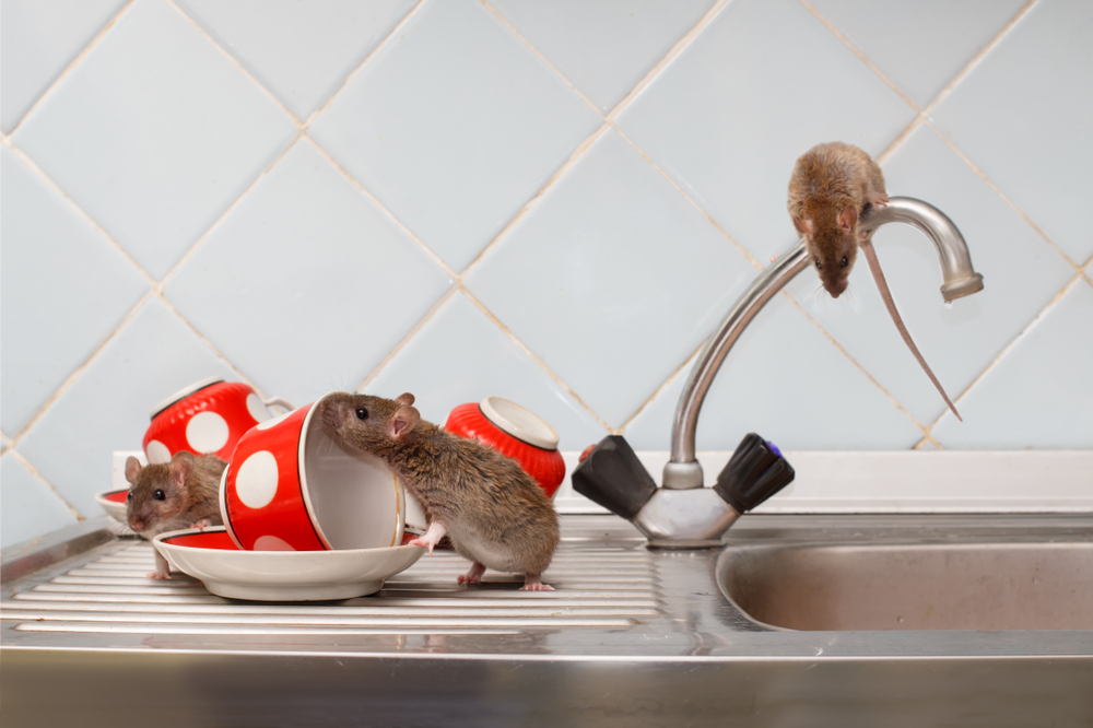 Quelle est la manière la plus humaine de tuer les rats et les souris nuisibles?