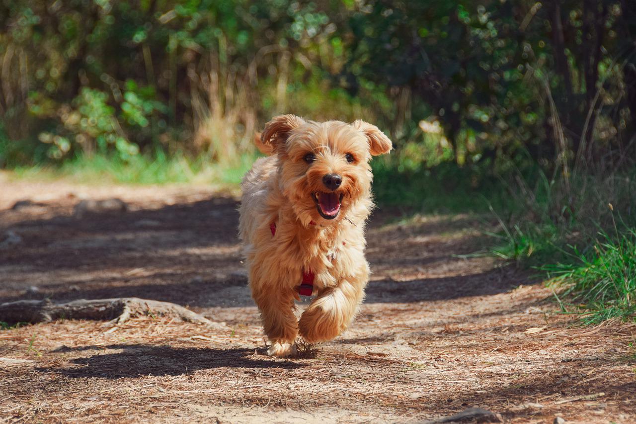 Tout savoir sur la remorque à vélo pour chien !